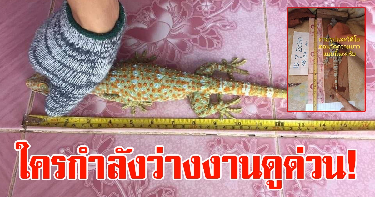 หนุ่มประกาศรับซื้อตุ๊กแก ซื้อจริงไม่จกตา